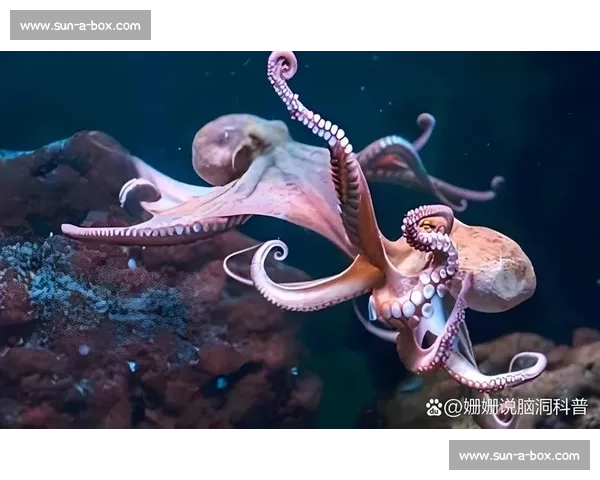 深海巨兽对决:鲸鱼与章鱼的力量智慧较量揭秘 深海巨兽对决:鲸鱼与章鱼的力量智慧较量揭秘
